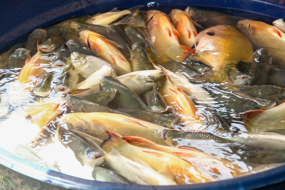Com amostras colhidas em rio do Acre, pesquisa descobre a existência de parasitos jamais vistos em peixes