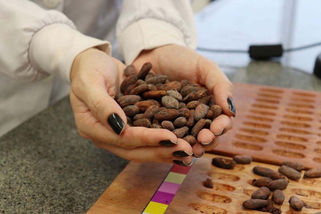 Pesquisa identifica propriedades benéficas à saúde no chocolate paraense e subprodutos do cacau
