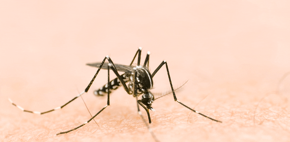 Pesquisa detecta transmissão vertical de zika e chikungunya – Saúde – CartaCapital