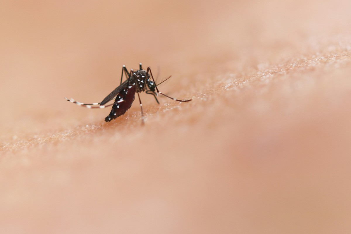 Pesquisa que pode contribuir para tratamento de casos graves de dengue avança na UFMG